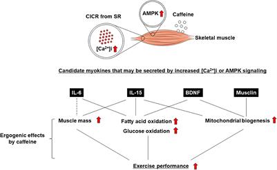 Ergogenic effects of caffeine are mediated by myokines